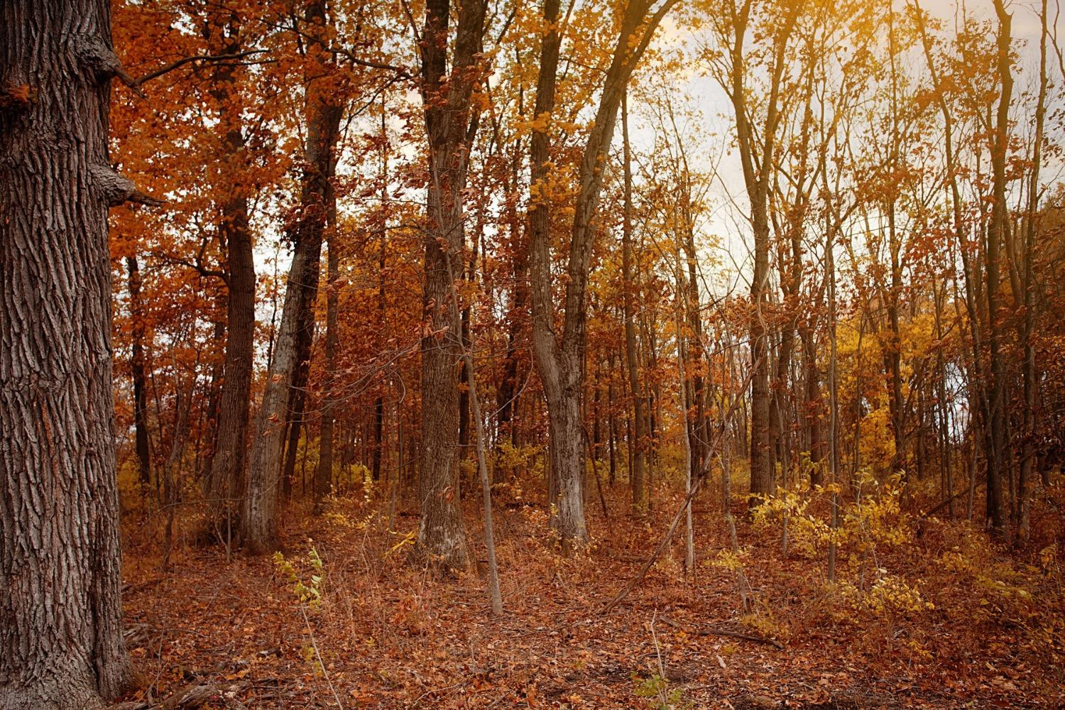 18 166th Lane Lowell, IN 46356 - Photo 3 of 4 1500x1000