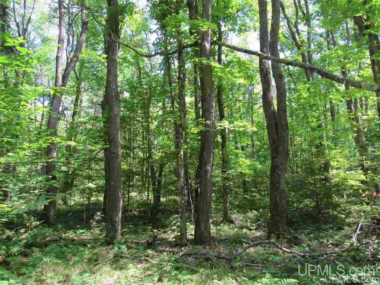 2804-acres Co Rd 442 McMillan, MI 49853 - Photo 24 of 48