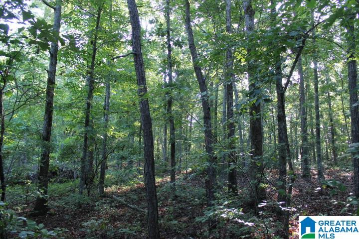 Bradford Road Lineville, AL 36266 - Photo 13 of 16