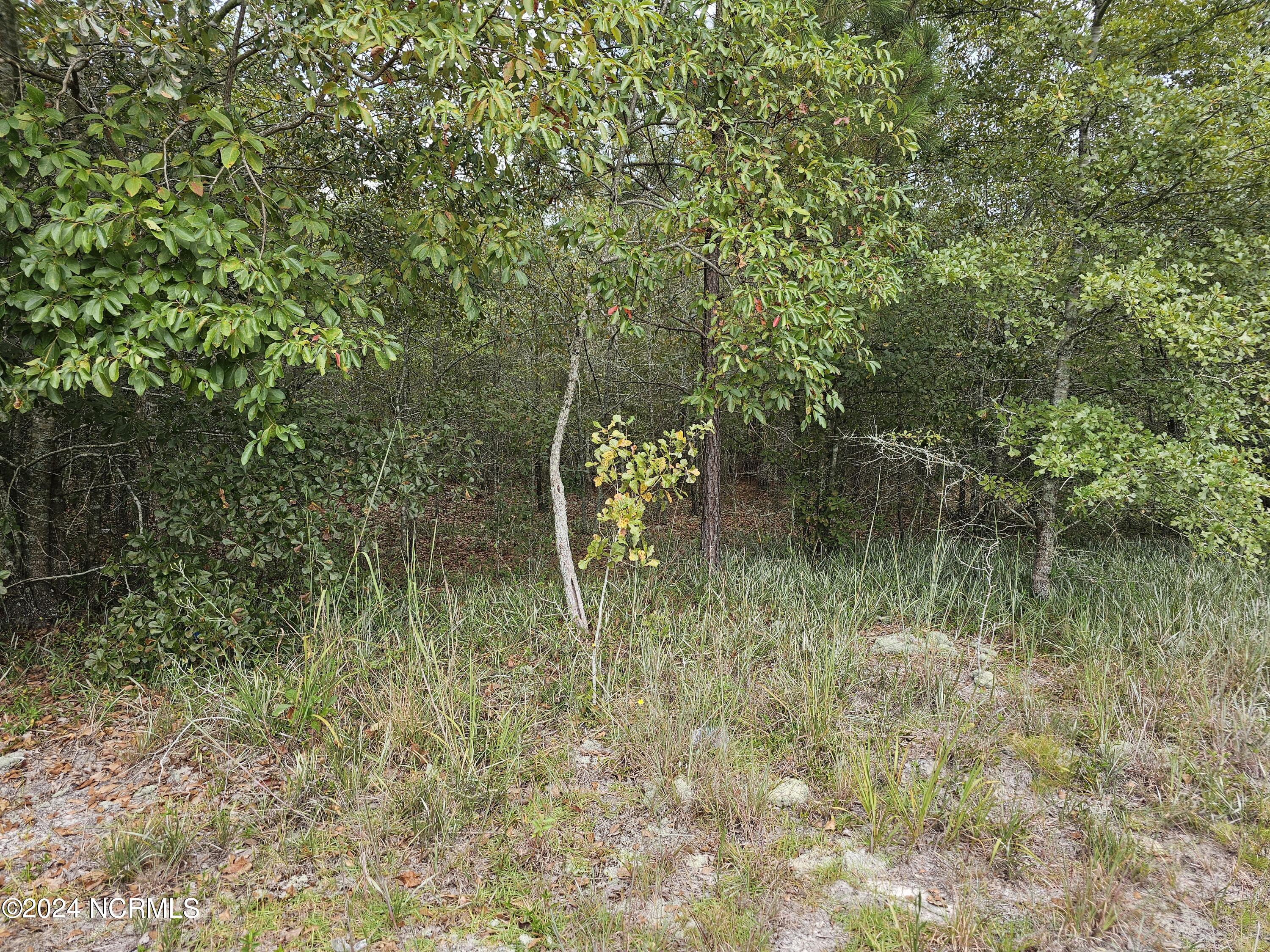 0 Halfway Branch School Road Atkinson, NC 28421 - Photo 14 of 16 20240906_145927