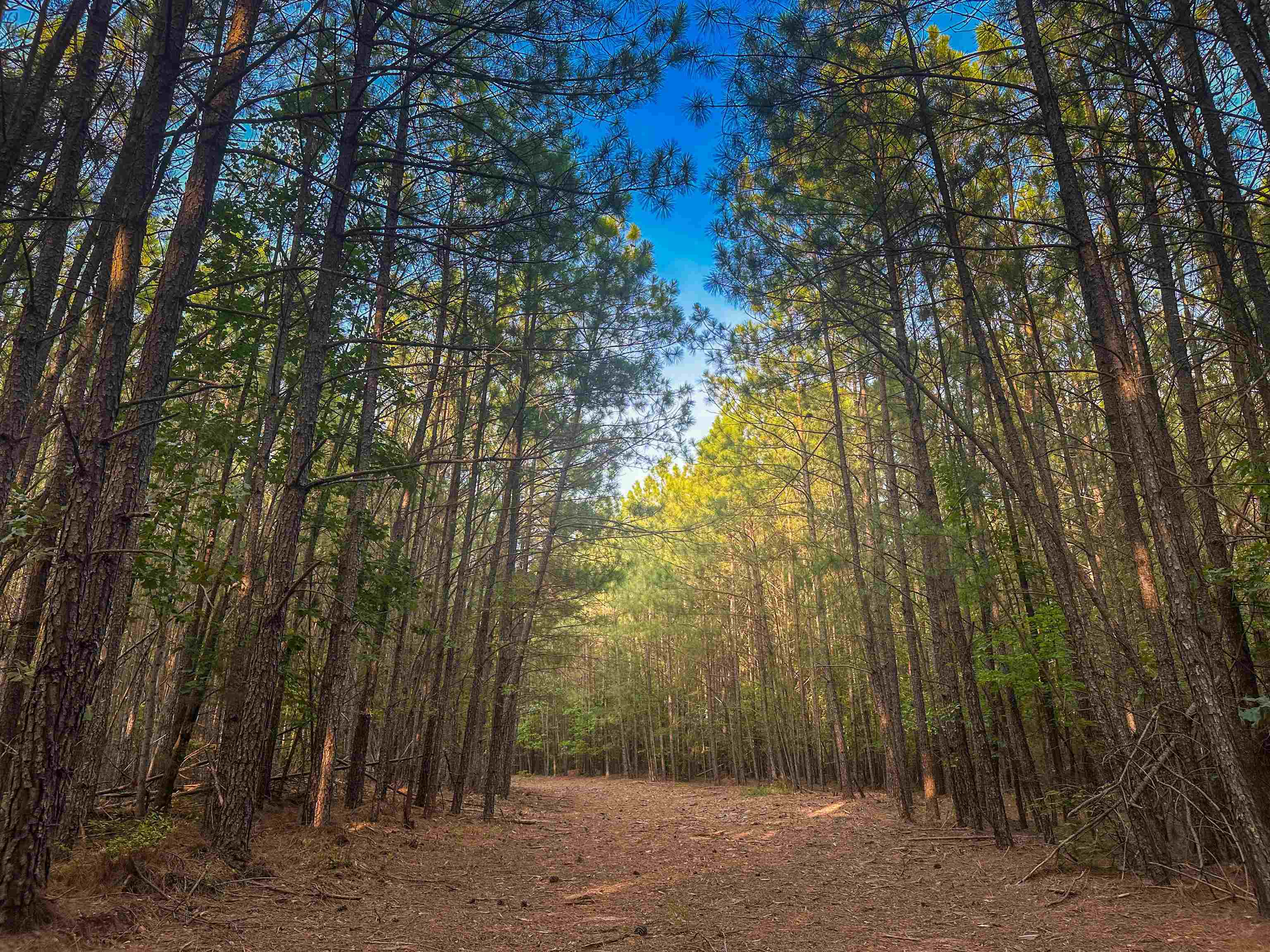 0 Mountain Cut Road Appomattox, VA 24522 - Photo 38 of 55 Gallery Image 38