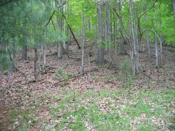 999 Hatcher Road Jumping Branch, WV 25969 - Photo 9 of 16 Gallery Image 9