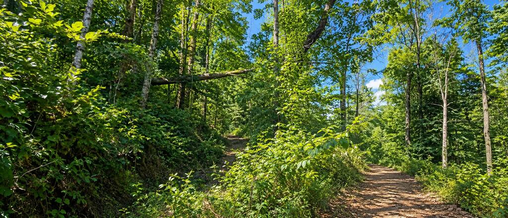 36-acres Baptist Valley Road, Unit 67 Cedar Bluff, VA 24609 - Photo 24 of 42 Gallery Image 24