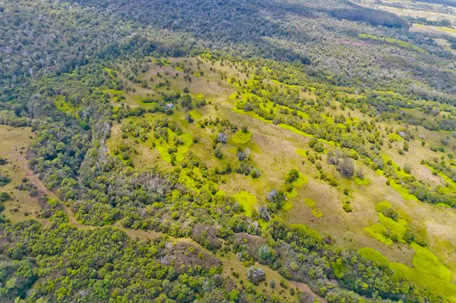 a close up of a plant