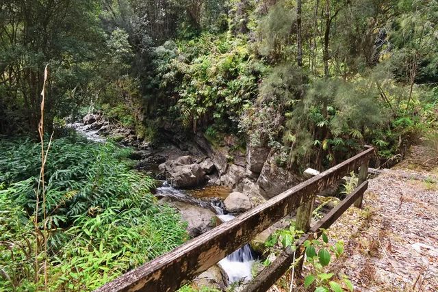 a view of a garden with plants