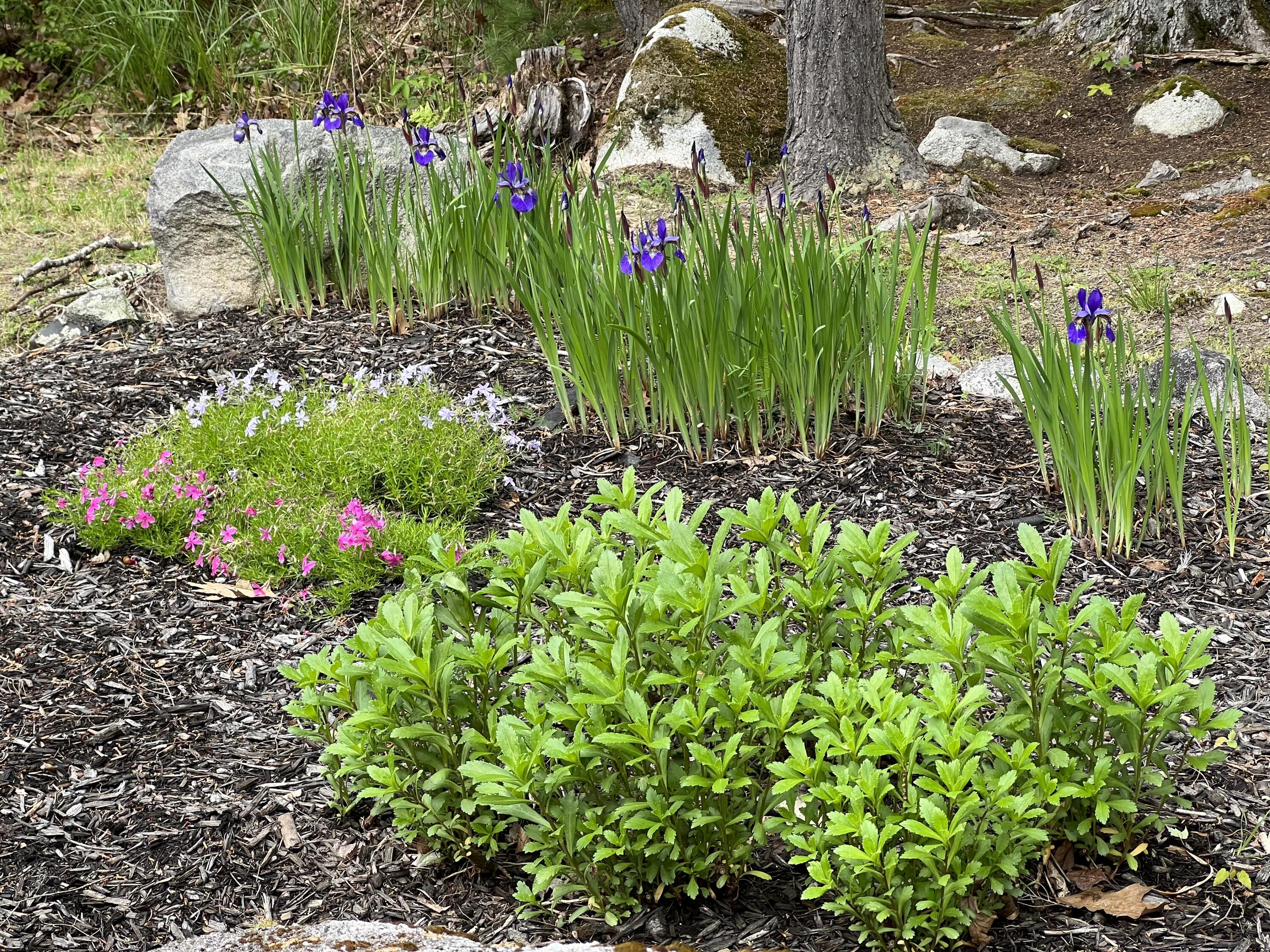 119 Hearthside Road Standish, ME 04084 - Photo 66 of 67 IMG_flowers