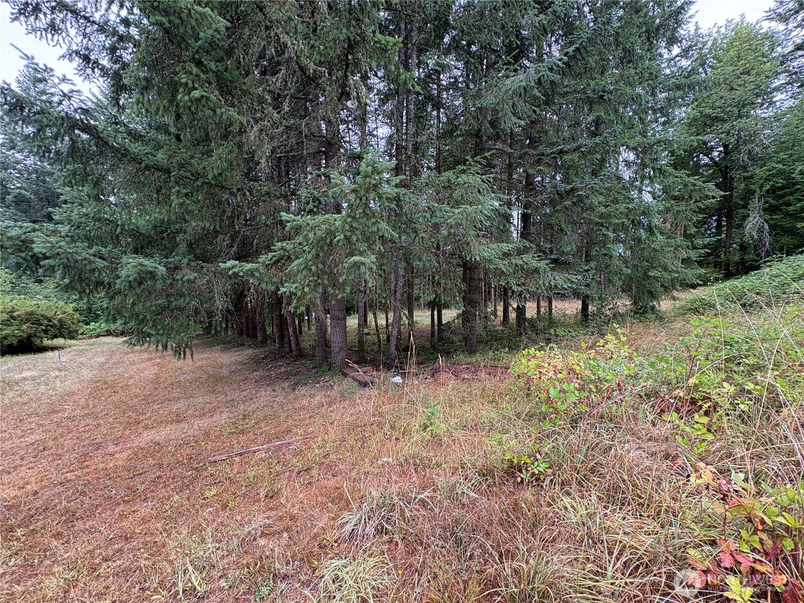B-d Southeast Rose Street Winlock, WA 98596 - Photo 13 of 16 a view of a forest filled with trees