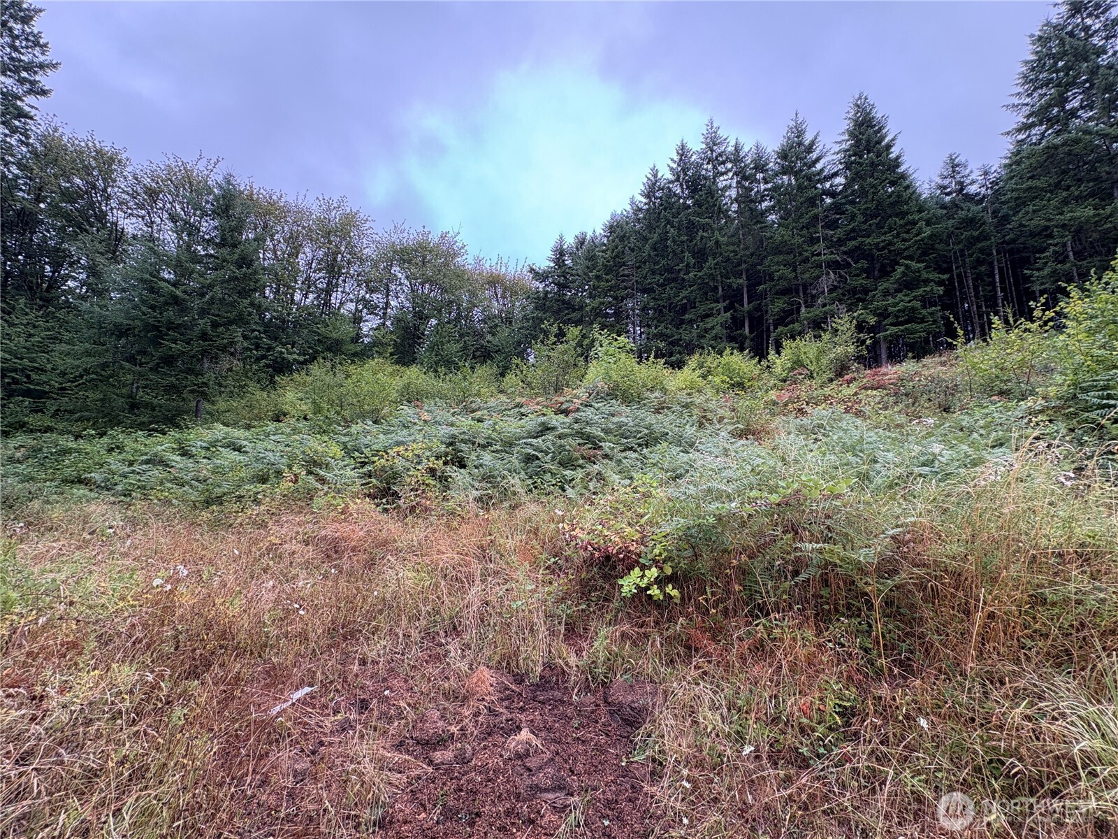 B-d Southeast Rose Street Winlock, WA 98596 - Photo 14 of 16 a view of a yard with a tree
