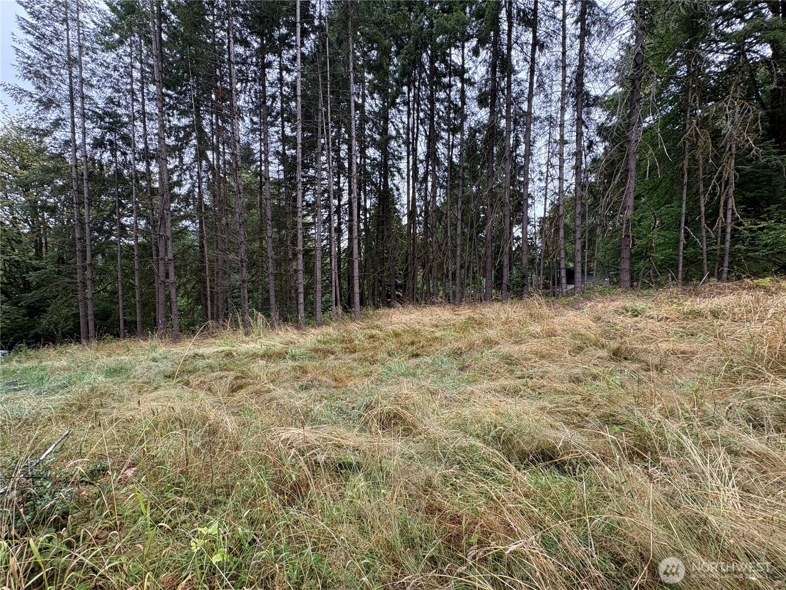 B-d Southeast Rose Street Winlock, WA 98596 - Photo 16 of 16 a view of outdoor space with trees