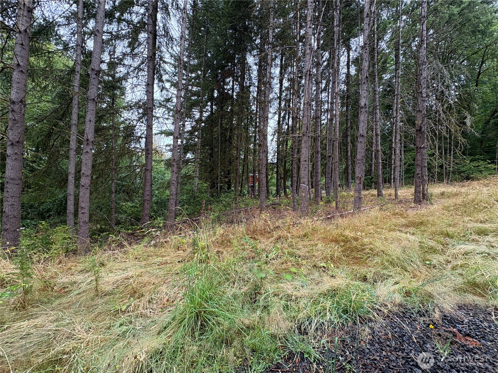 B-d Southeast Rose Street Winlock, WA 98596 - Photo 4 of 16 a view of backyard with green space