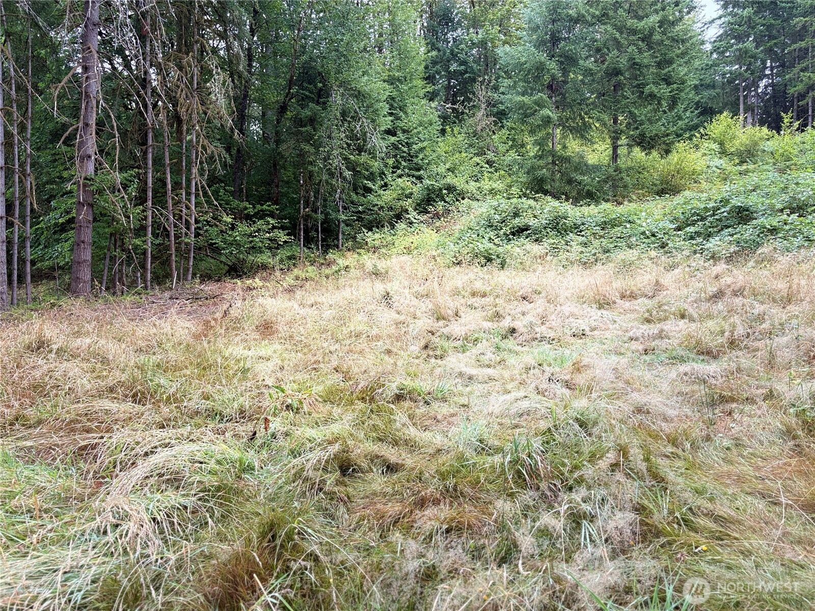 B-d Southeast Rose Street Winlock, WA 98596 - Photo 6 of 16 a view of a yard with plants and trees