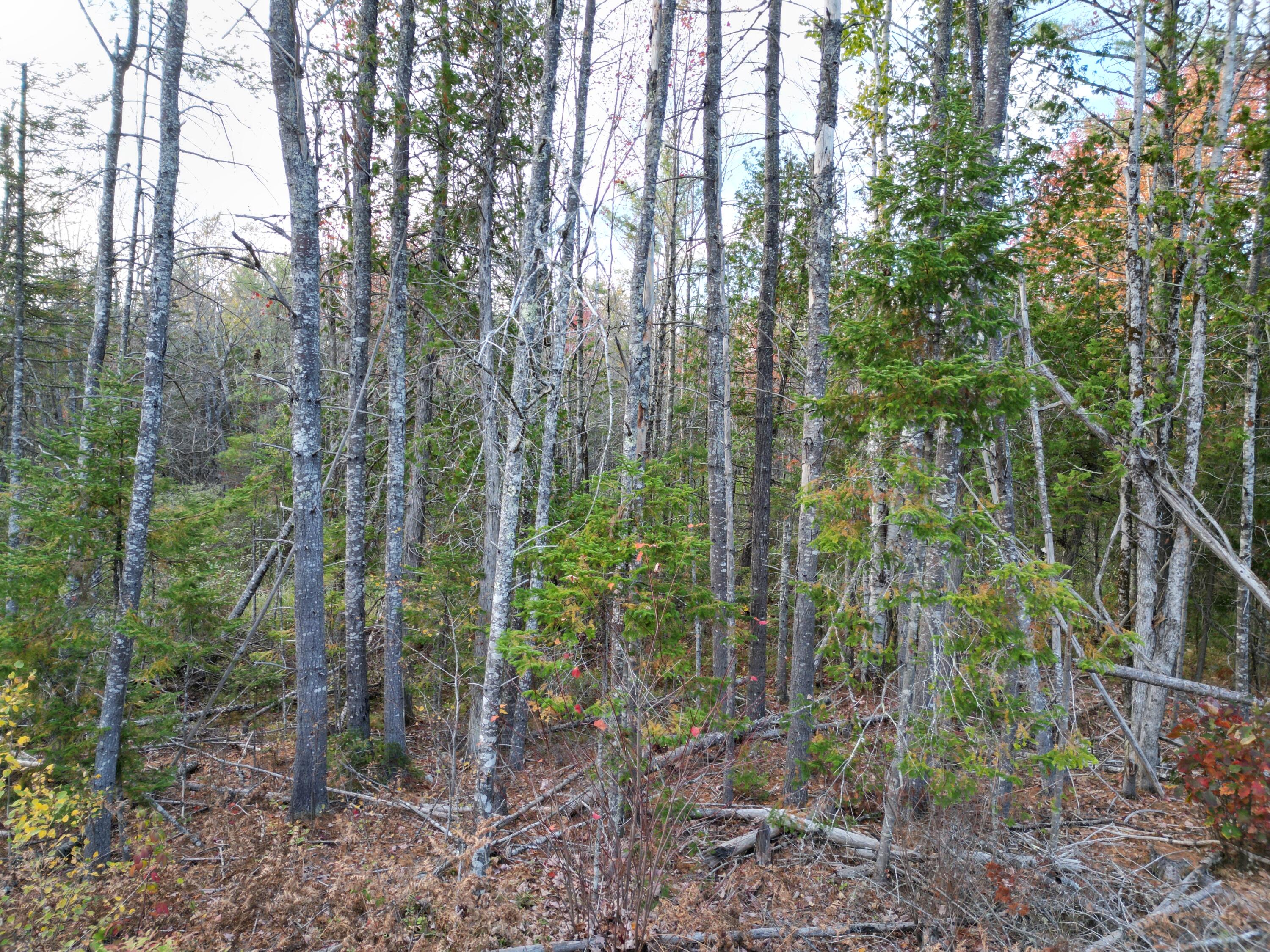 Off Basford Road Detroit, ME 04929 - Photo 17 of 19 DJI_0071