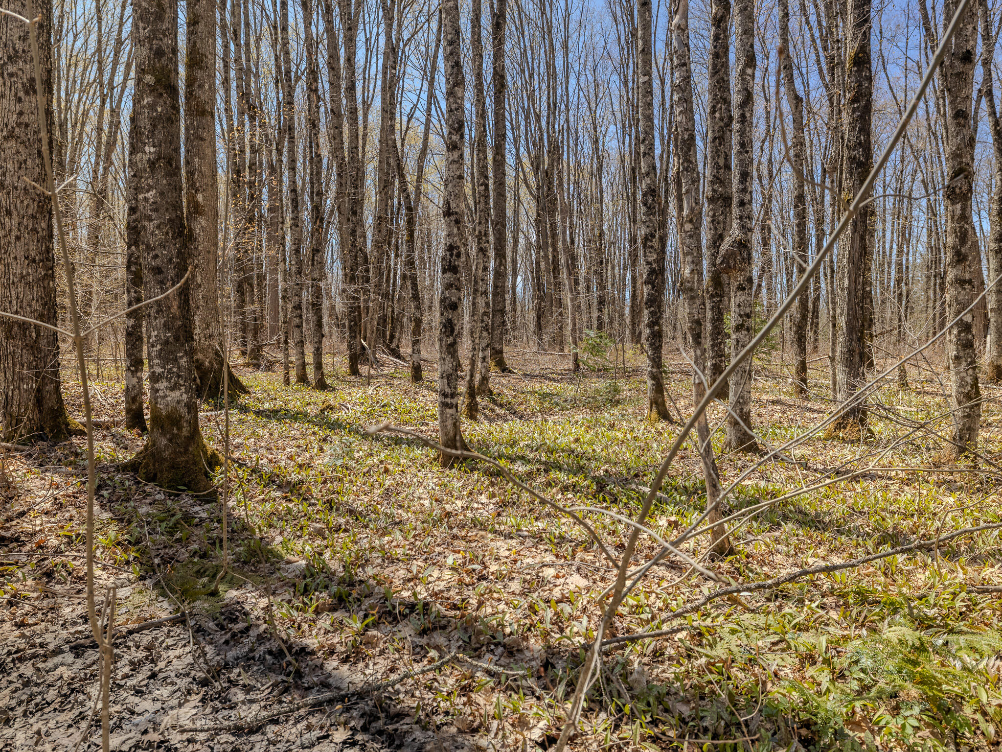 Lot3 East Shore Road Ewen, MI 49925 - Photo 15 of 25 048A2055-HDR