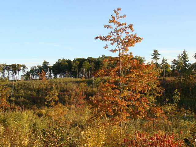 150-ac Steele Road Harshaw, WI 54529 - Photo 5 of 16 Gallery Image 5