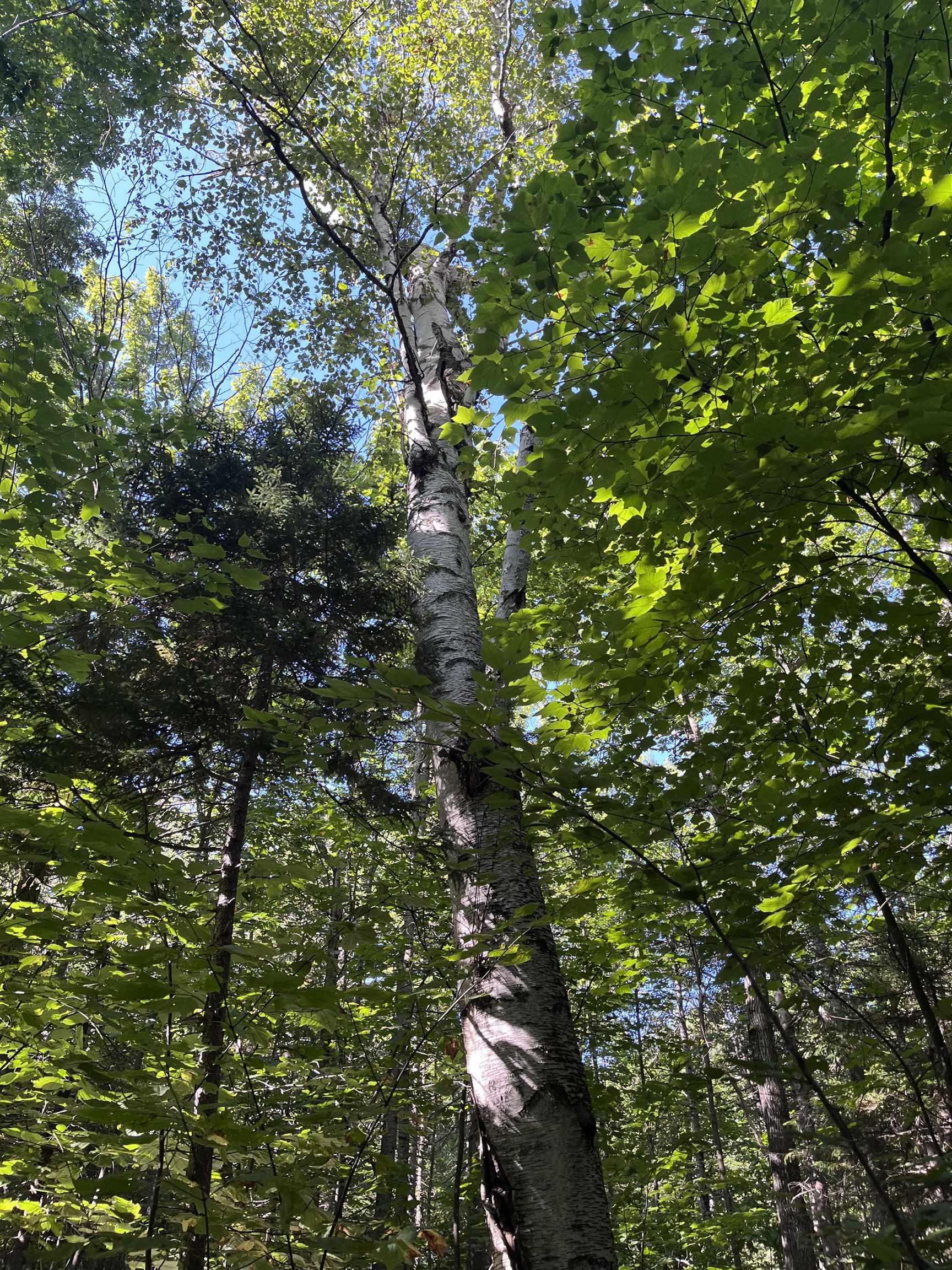 69-1 Nh 03280 Road Washington, NH 03280 - Photo 5 of 11