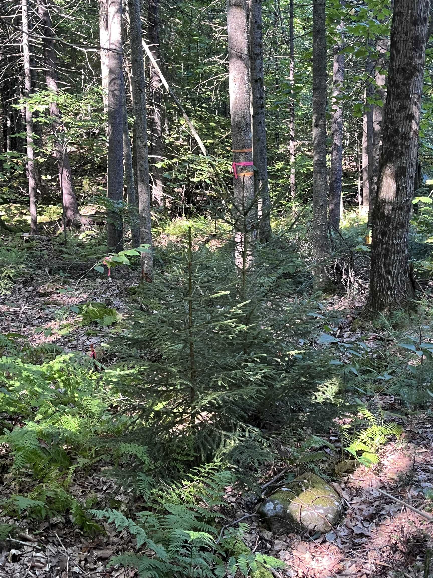 69-1 Nh 03280 Road Washington, NH 03280 - Photo 6 of 11