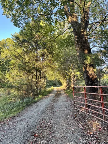 a view of a yard with plants and large trees