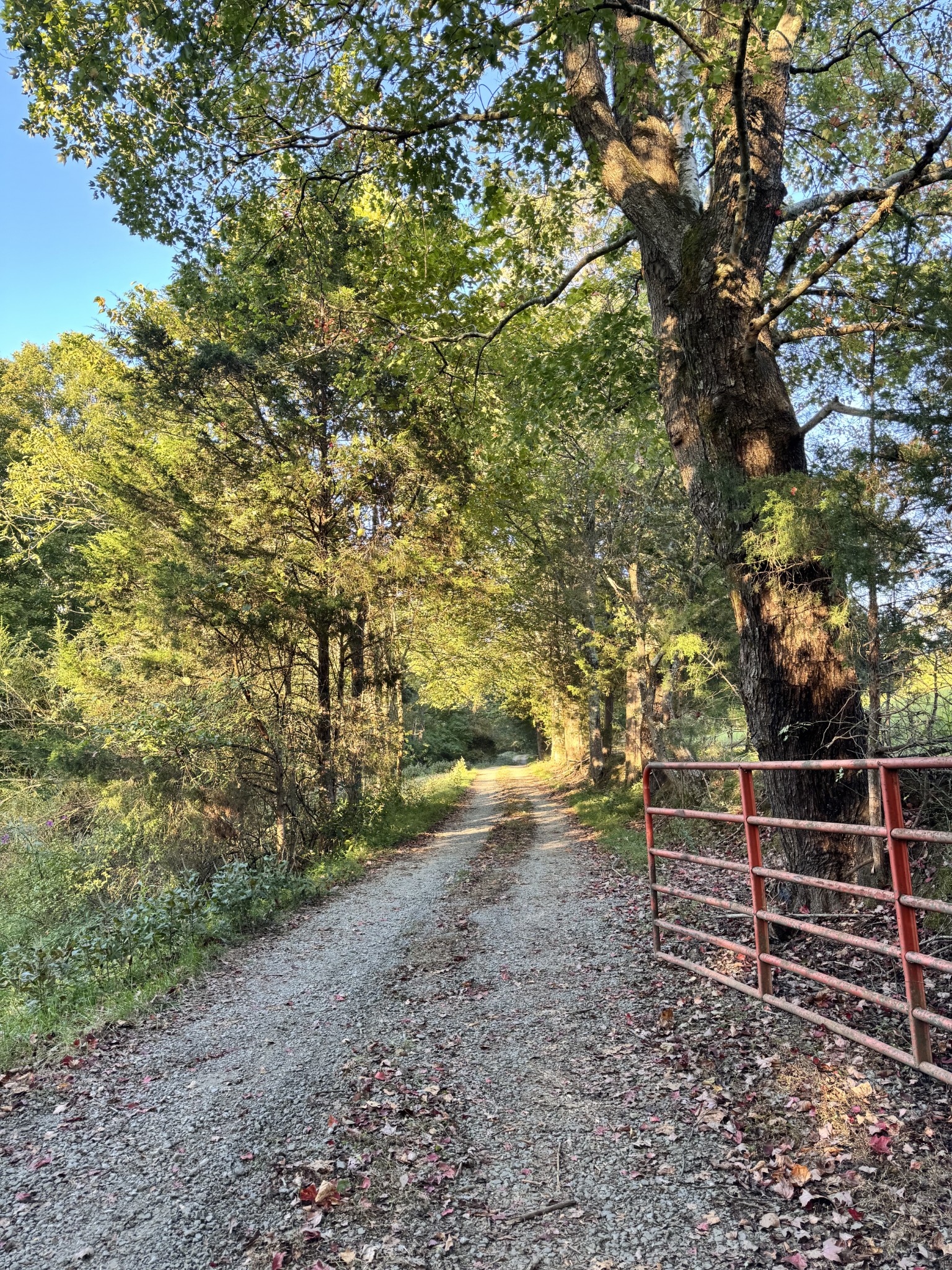 5109 Union Camp Road Lafayette, TN 37083 - Photo 4 of 36 a view of a yard with plants and large trees