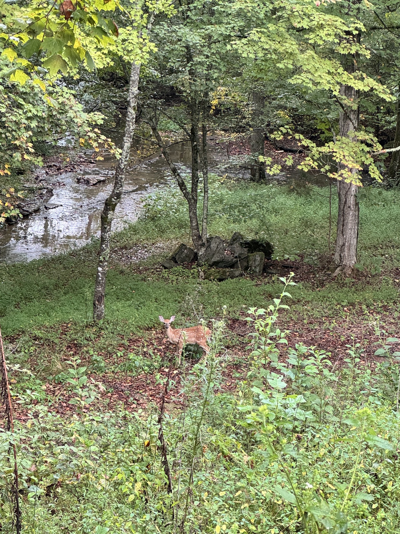 5109 Union Camp Road Lafayette, TN 37083 - Photo 5 of 36 a backyard of a house with lots of green space
