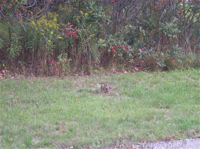 3525 Todd Road Whitehall, MI 49461 - Photo 1 of 1 Primary Photo