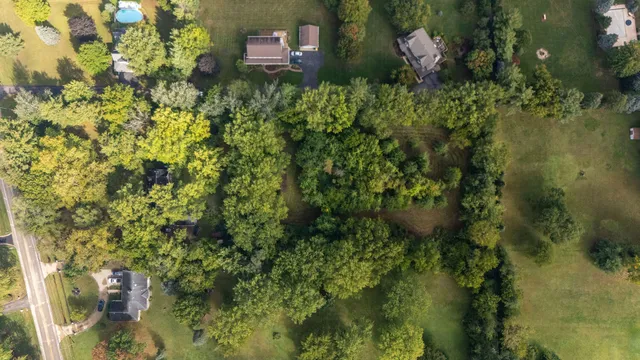 a picture of a tree in a garden