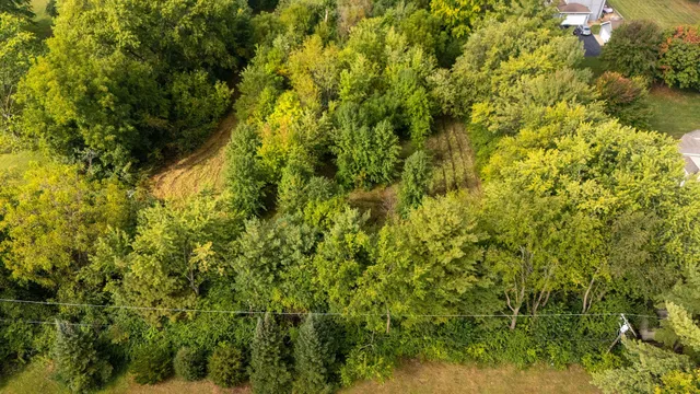 a view of a lush green forest