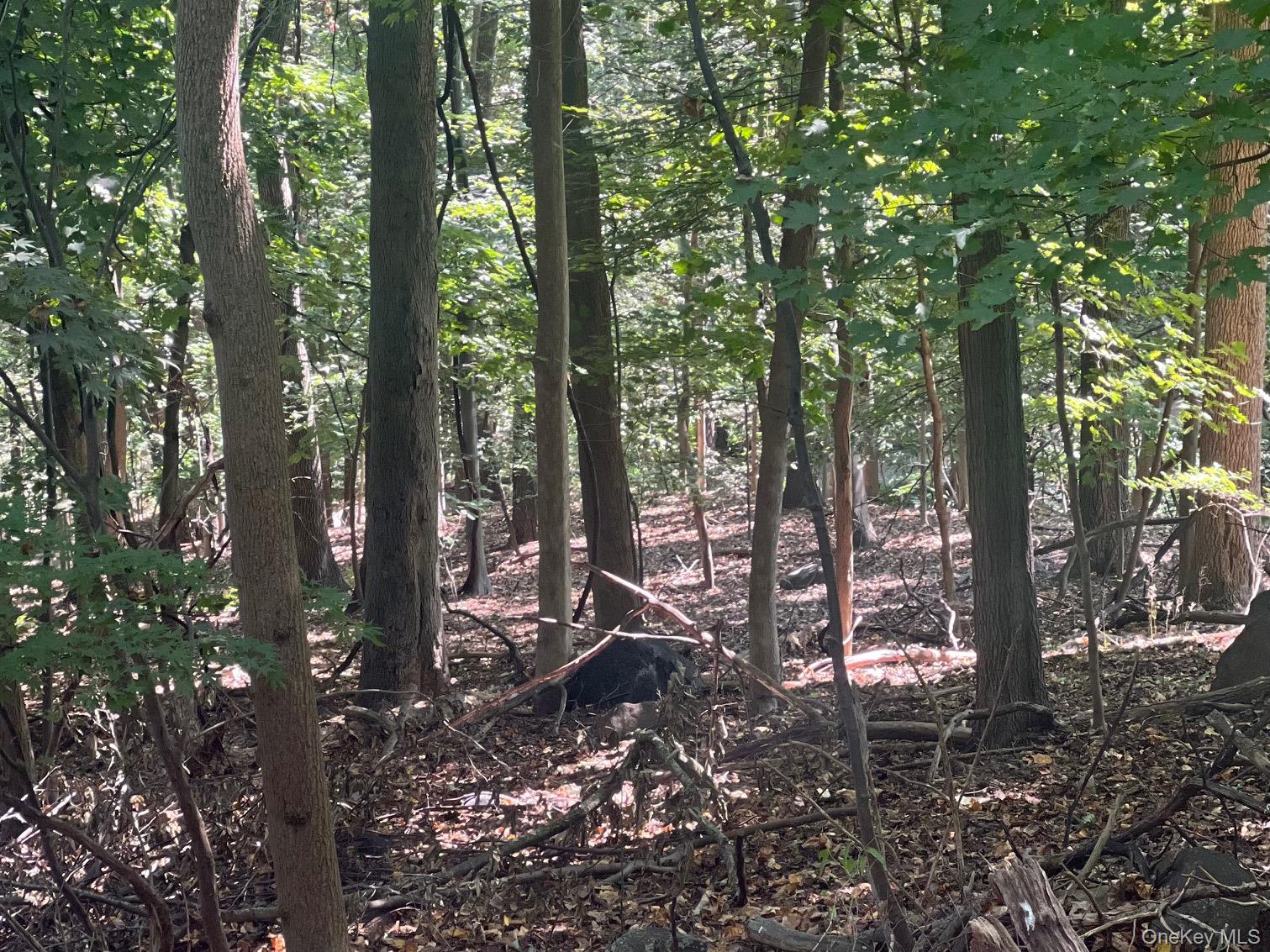 903 Rte 9W Nyack, NY 10960 - Photo 4 of 9 a view of outdoor space and trees