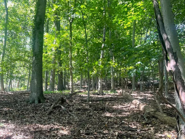 a view of outdoor space with lots of trees