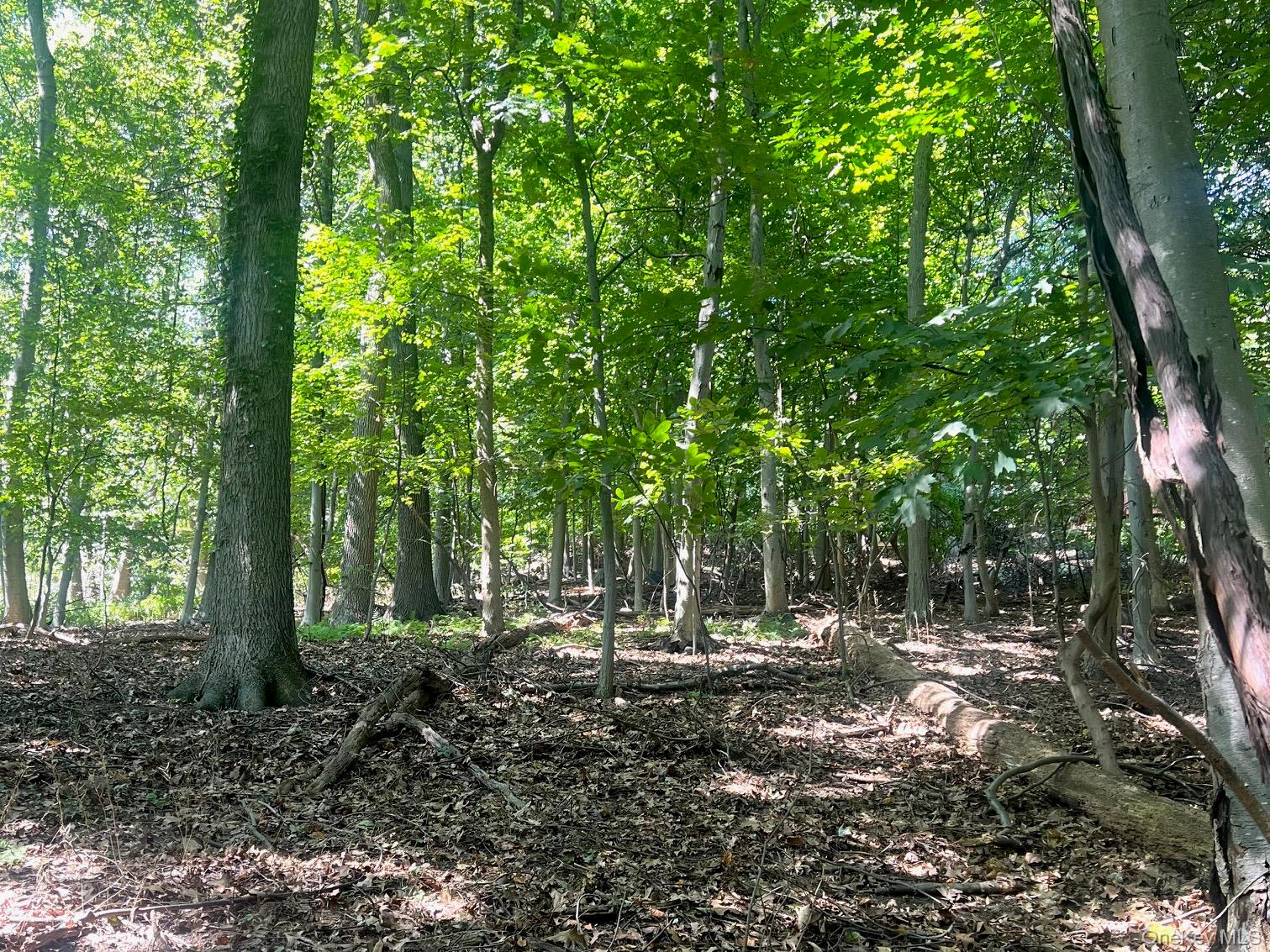 903 Rte 9W Nyack, NY 10960 - Photo 5 of 9 a view of outdoor space with lots of trees