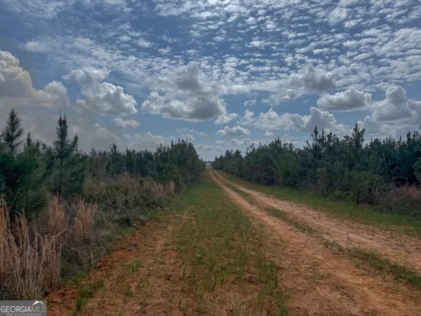 a view of a forest with trees in the background