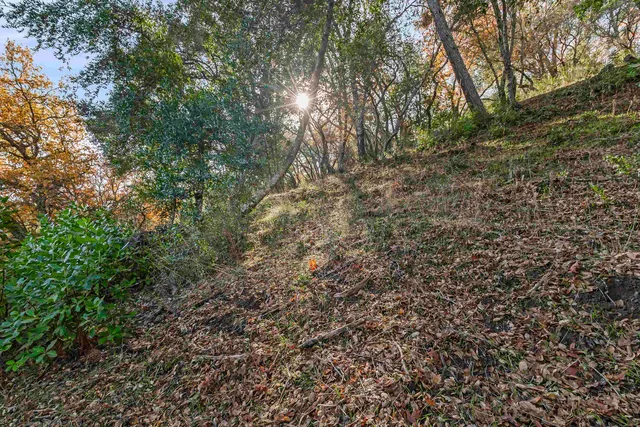 a view of a yard with a tree