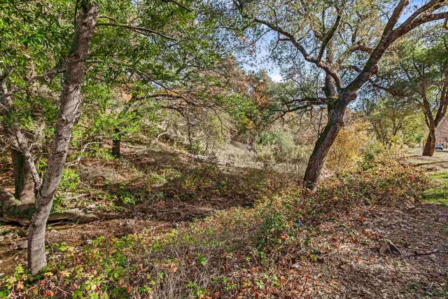 a view of a yard with a tree