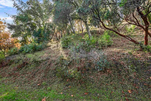 a view of a forest with lots of trees