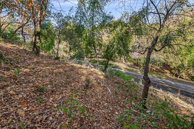 a view of a yard with plants and trees