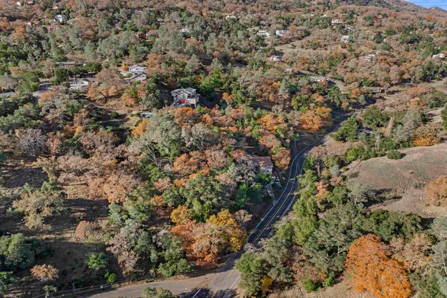 a view of a forest with a tree