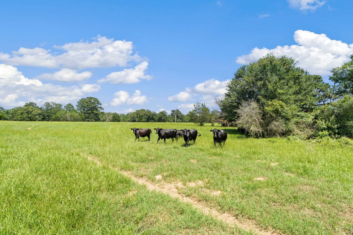 Tbd Tbd Street Paige, TX 78659 - Photo 2 of 12 View of local wilderness with a pastoral area and rural landscape