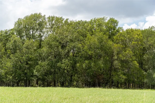 a view of a field with a tree