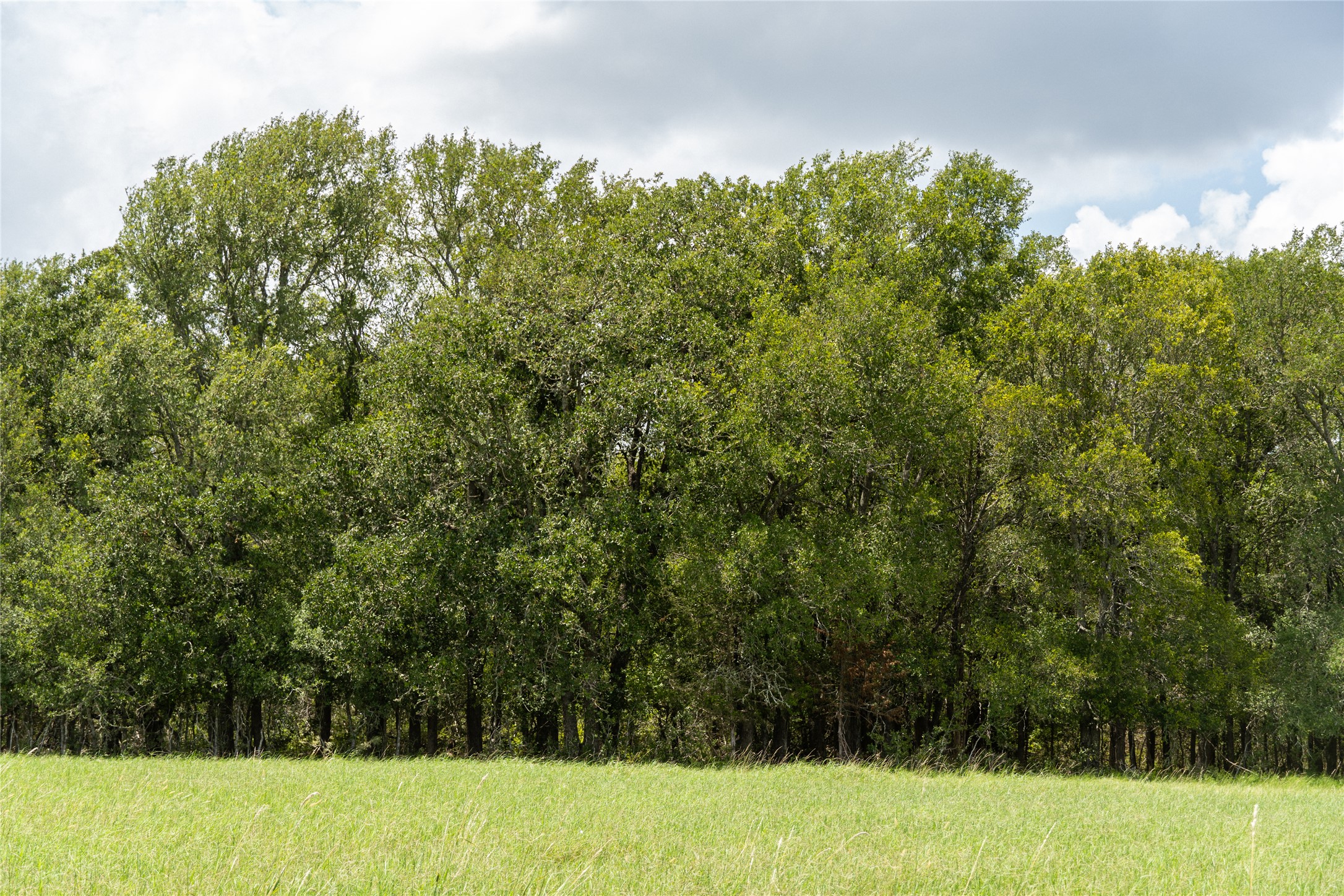 Tbd Tbd Street Paige, TX 78659 - Photo 6 of 12 a view of a field with a tree