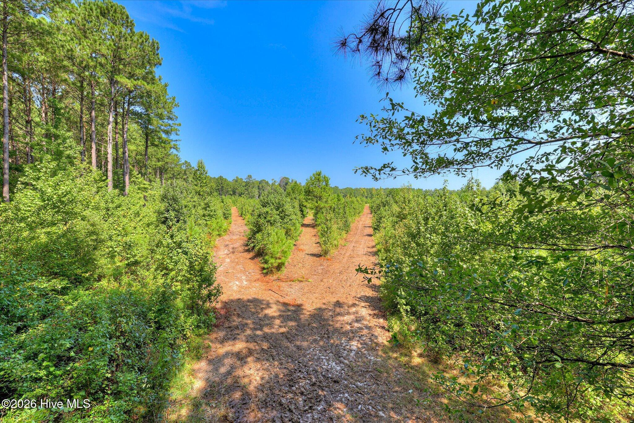 170 Landing Road Jackson, SC 29831 - Photo 16 of 76 Gallery Image 16
