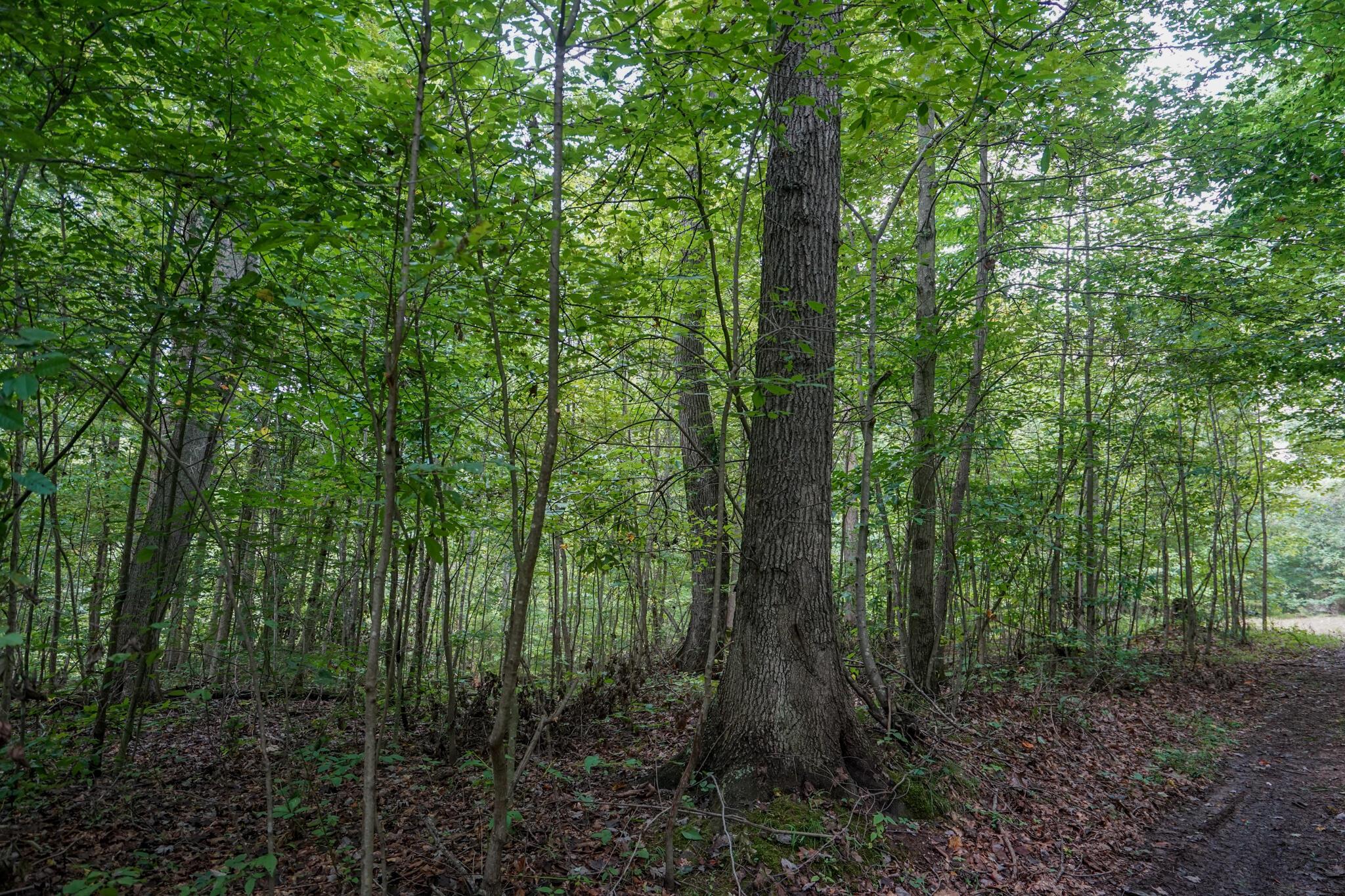 0 Kottcamp Road Hamden, OH 45634 - Photo 16 of 56 DSC09310