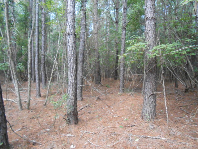 0 Sladesville-Credle Road Scranton, NC 27875 - Photo 8 of 10 Additional Photo