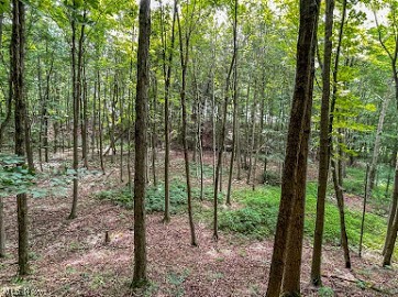 7047 Bayard Road Minerva, OH 44657 - Photo 14 of 20 Gallery Image 14