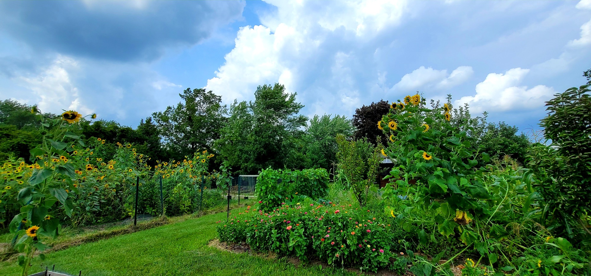 6514 Hamilton Road Huntley, IL 60142 - Photo 39 of 40 a view of a flower in a garden