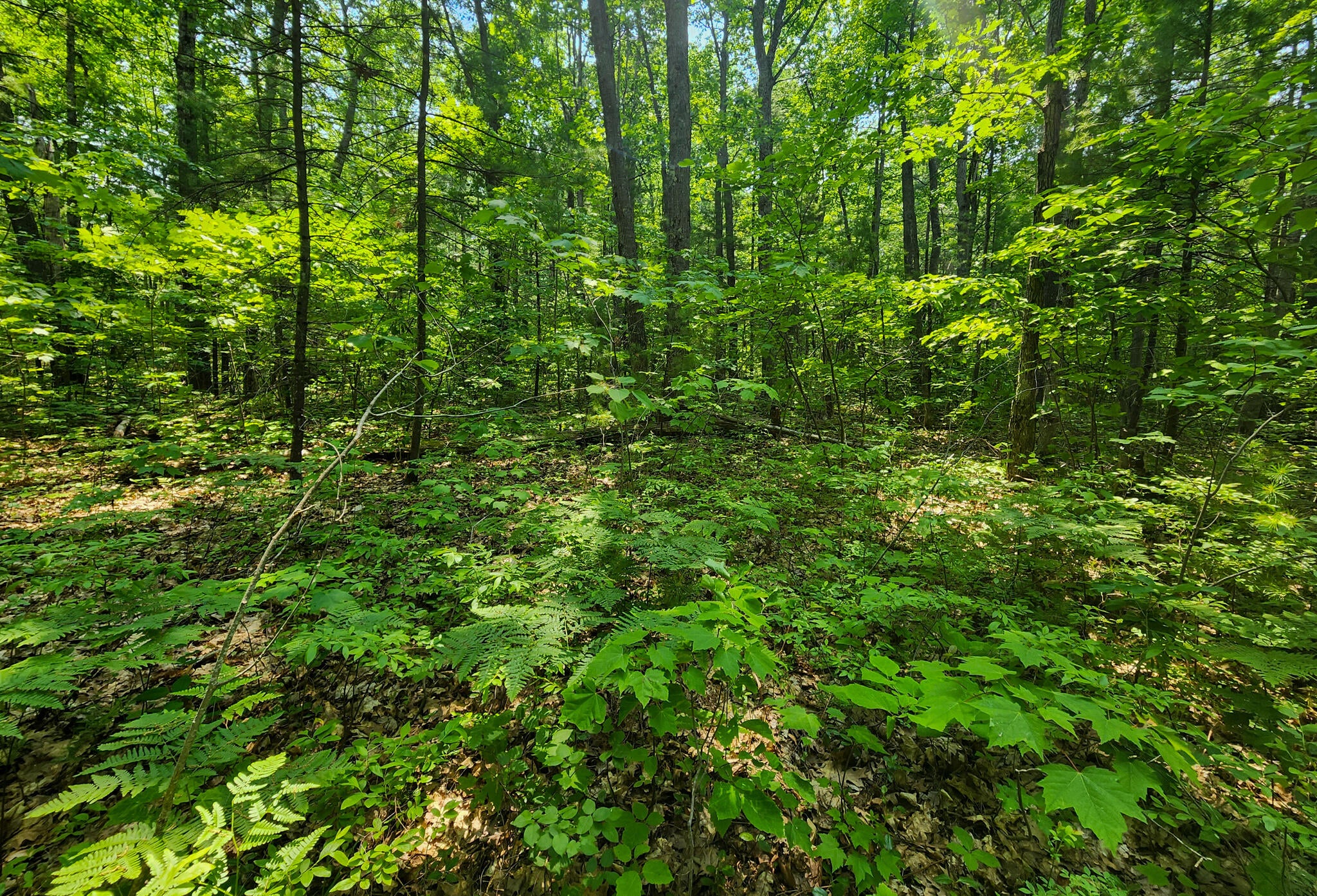 Clarissa Street Cheboygan, MI 49721 - Photo 1 of 11 Gallery Image 1