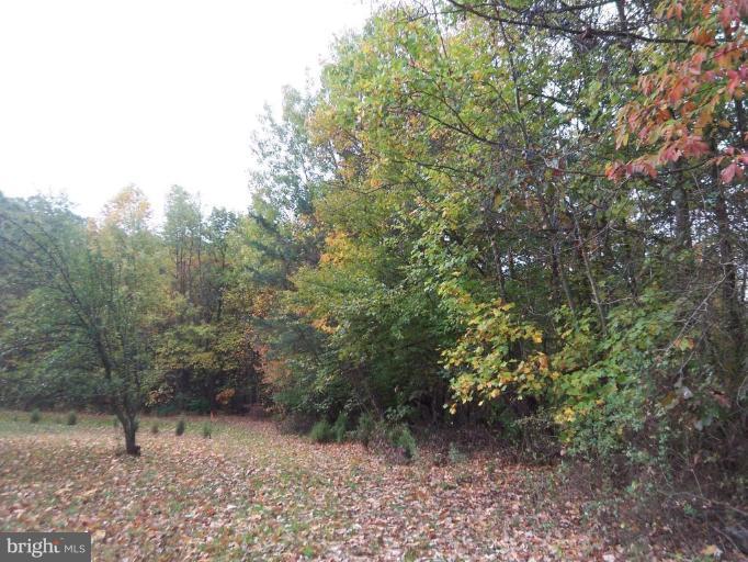 4117 Church Road Manchester, MD 21102 - Photo 2 of 2 a view of a yard with a tree