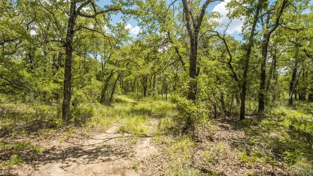 a view of under trees
