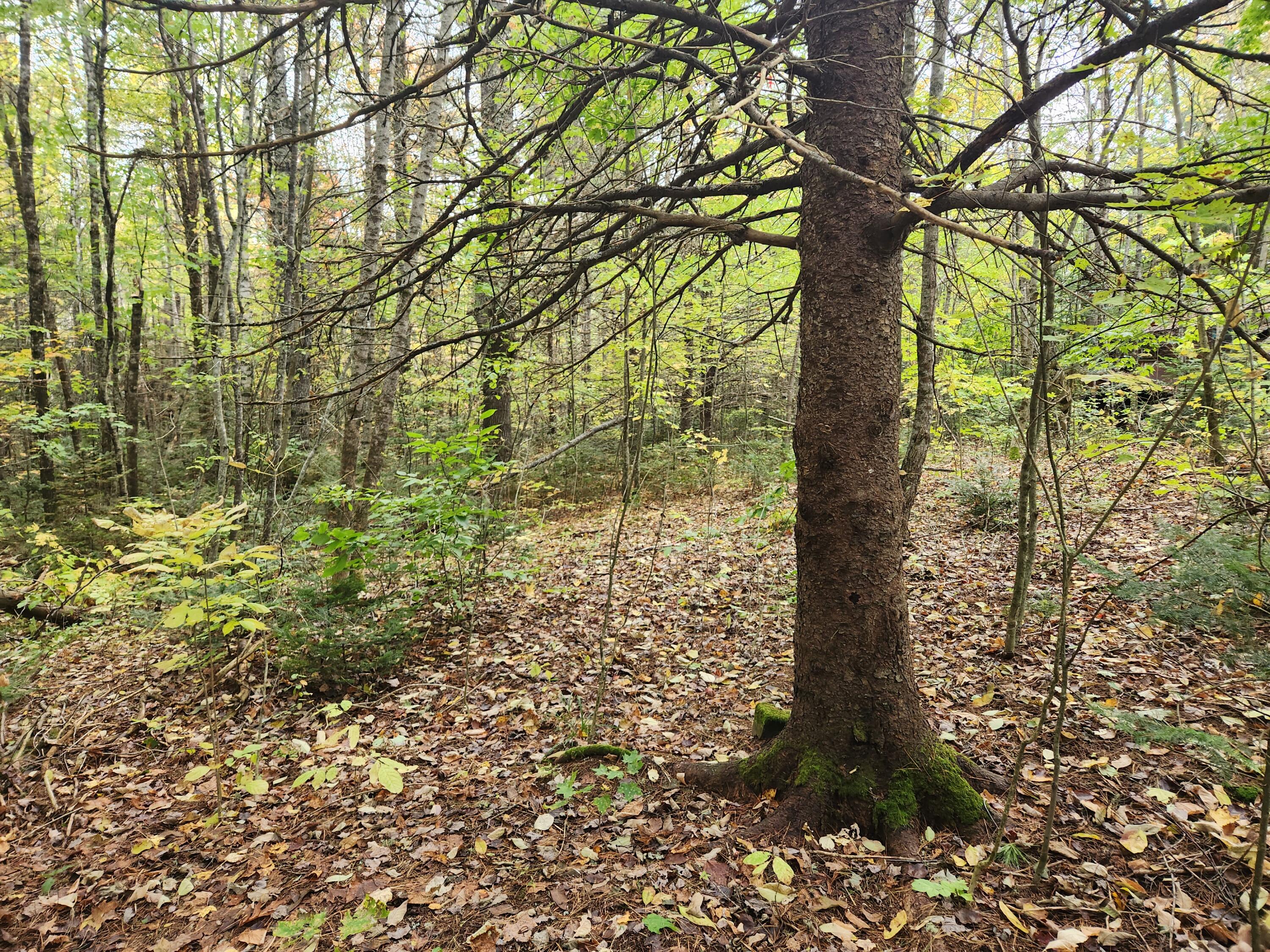 Lot #82 Seboeis Road Howland, ME 04448 - Photo 8 of 9 20231013_143923
