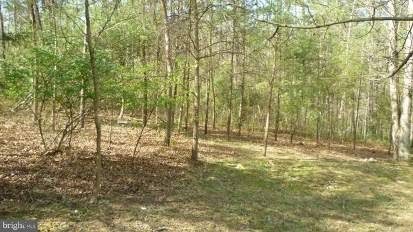 a view of yard with trees
