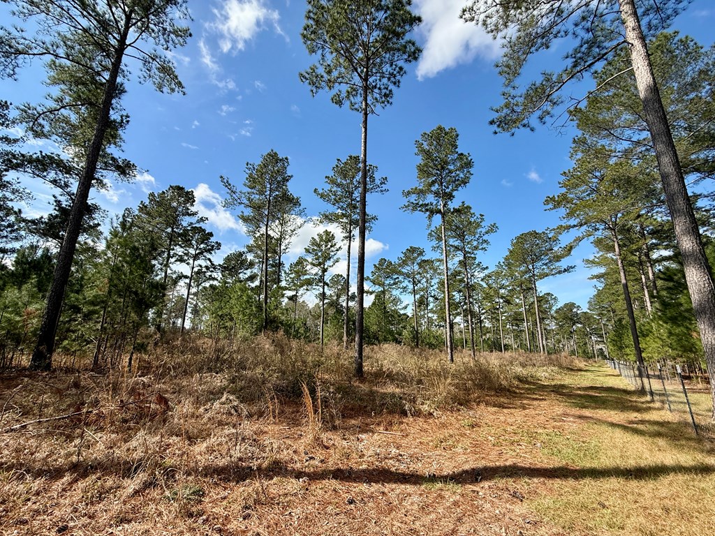 0 Ben Ivey Road Webb, AL 36376 - Photo 6 of 7