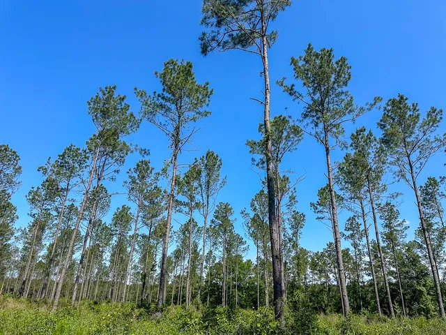 $128,000 | 38 Groveton Flat Prairie Road, Groveton, TX 75845